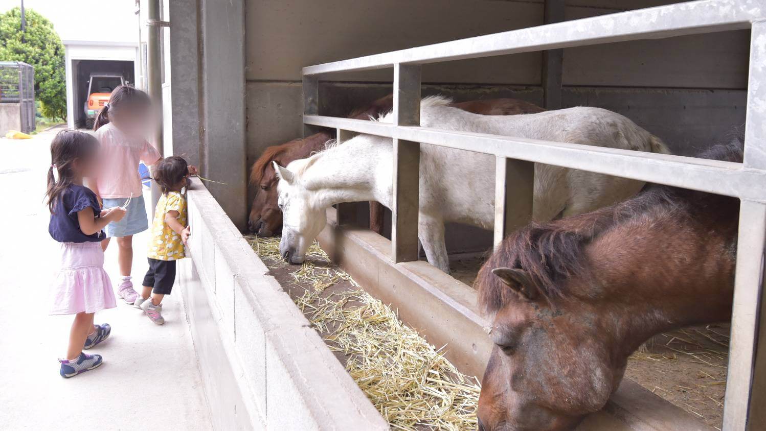 野間馬ハイランド　馬