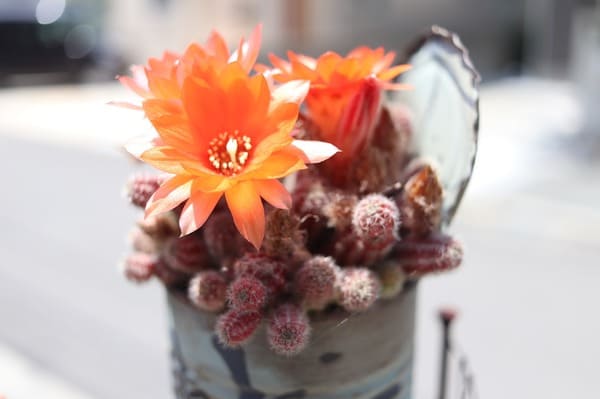 HELIOS-44-2ヘリオス