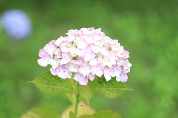 HELIOS-44-2ヘリオス