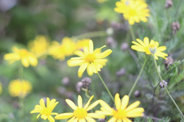 HELIOS-44-2ヘリオス